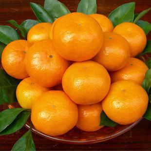 蜜橘